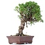 Juniperus chinensis Itoigawa, 24 cm, ± 18 años, con interesantes jin y shari