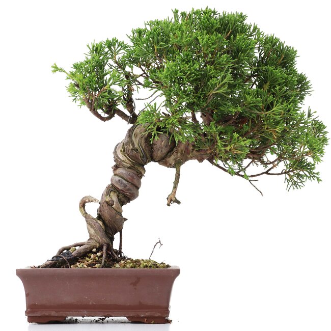 Juniperus chinensis Itoigawa, 24 cm, ± 18 ans, avec jin et shari intéressants