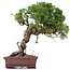 Juniperus chinensis Itoigawa, 24 cm, ± 18 anni, con interessanti jin e shari