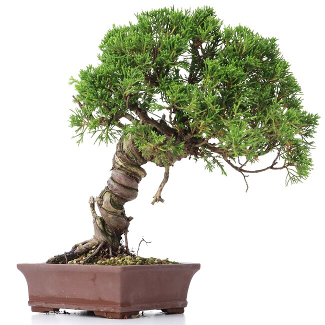 Juniperus chinensis Itoigawa, 24 cm, ± 18 years old, with interesting jin and shari