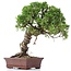 Juniperus chinensis Itoigawa, 24 cm, ± 18 jaar oud, met interessante jin en shari