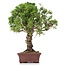 Juniperus chinensis Itoigawa, 24 cm, ± 18 jaar oud, met interessante jin en shari