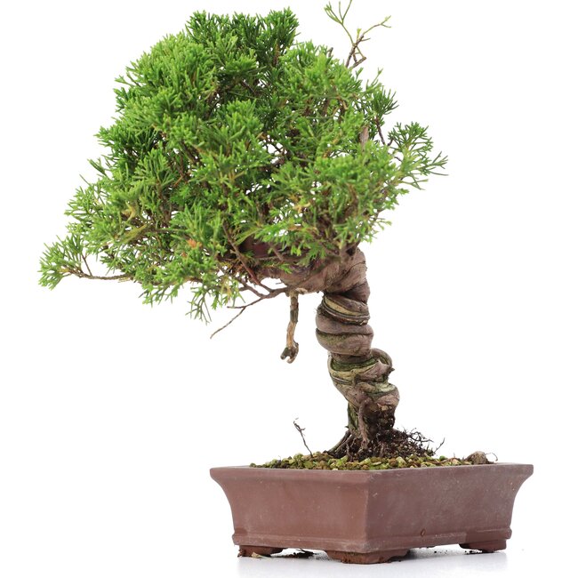 Juniperus chinensis Itoigawa, 24 cm, ± 18 ans, avec jin et shari intéressants