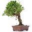 Juniperus chinensis Itoigawa, 24 cm, ± 18 jaar oud, met interessante jin en shari