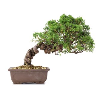 Juniperus chinensis Itoigawa, 21 cm, ± 18 ans
