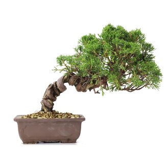 Juniperus chinensis Itoigawa, 21 cm, ± 18 jaar