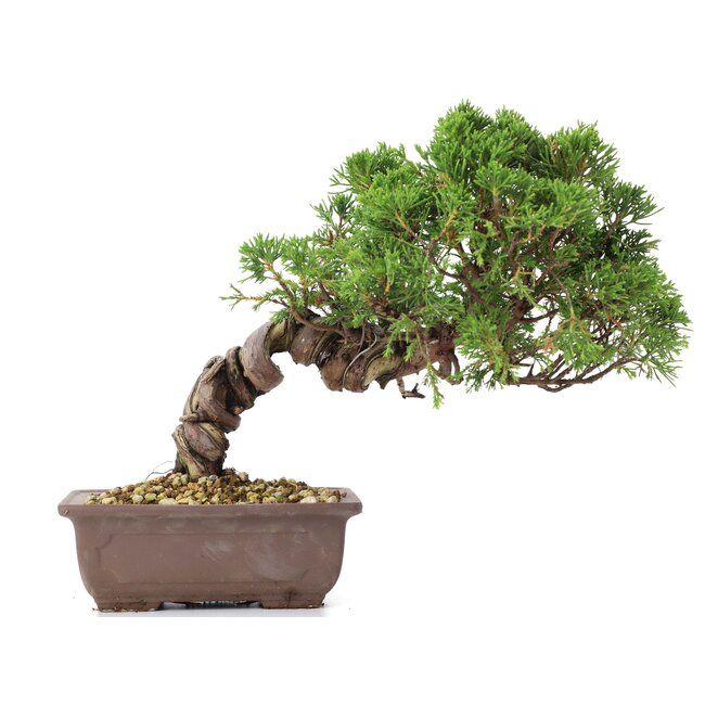 Juniperus chinensis Itoigawa, 21 cm, ± 18 años, con interesantes jin y shari