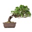 Juniperus chinensis Itoigawa, 21 cm, ± 18 años, con interesantes jin y shari