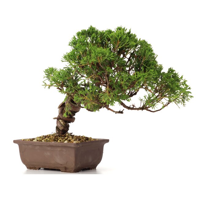 Juniperus chinensis Itoigawa, 21 cm, ± 18 jaar oud, met interessante jin en shari