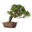 Juniperus chinensis Itoigawa, 21 cm, ± 18 anni, con interessanti jin e shari