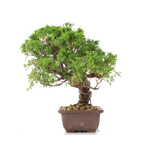 Juniperus chinensis Itoigawa, 21 cm, ± 18 ans, avec d'intéressants jin et shari