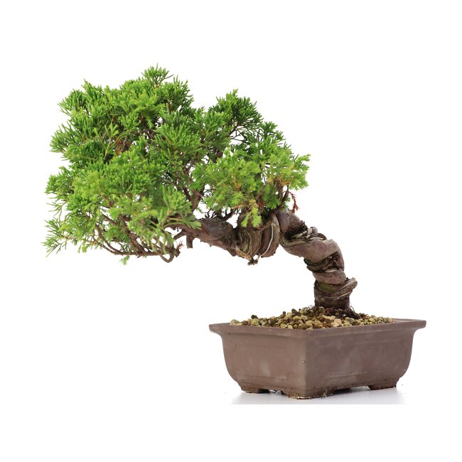 Juniperus chinensis Itoigawa, 21 cm, ± 18 years old, with interesting jin and shari