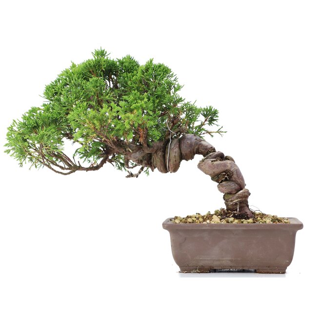 Juniperus chinensis Itoigawa, 21 cm, ± 18 ans, avec d'intéressants jin et shari