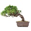 Juniperus chinensis Itoigawa, 21 cm, ± 18 años, con interesantes jin y shari