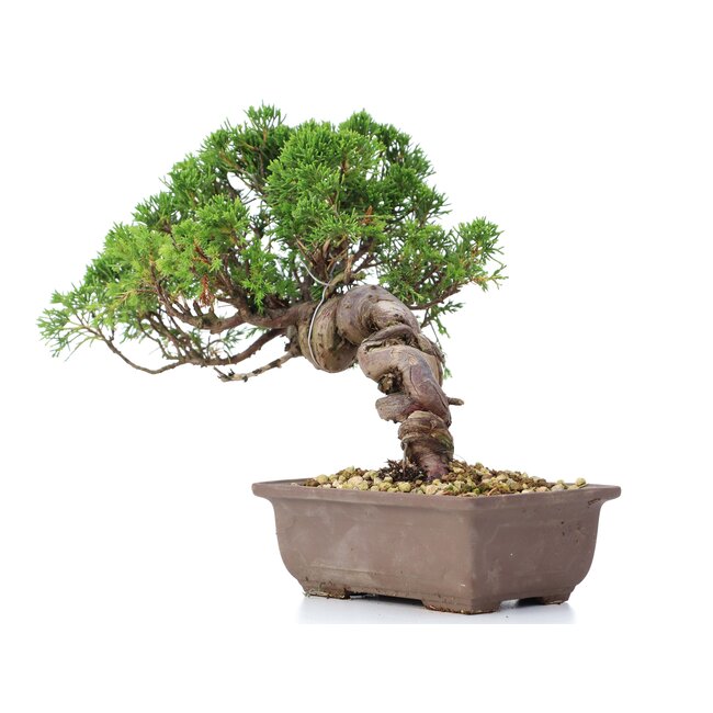 Juniperus chinensis Itoigawa, 21 cm, ± 18 ans, avec d'intéressants jin et shari
