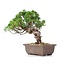 Juniperus chinensis Itoigawa, 21 cm, ± 18 años, con interesantes jin y shari