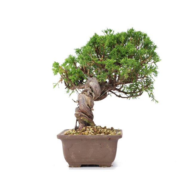 Juniperus chinensis Itoigawa, 21 cm, ± 18 ans, avec d'intéressants jin et shari