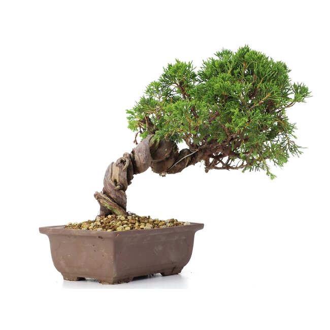 Juniperus chinensis Itoigawa, 21 cm, ± 18 years old, with interesting jin and shari