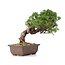 Juniperus chinensis Itoigawa, 21 cm, ± 18 años, con interesantes jin y shari