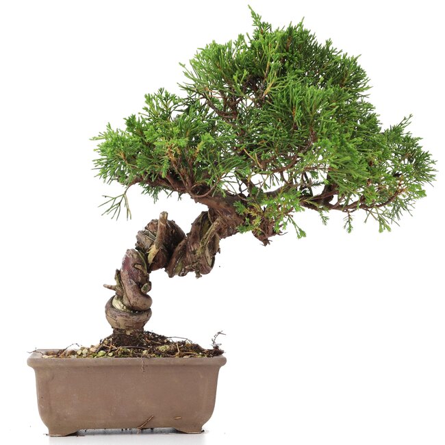 Juniperus chinensis Itoigawa, 25 cm, ± 18 años, con interesantes jin y shari
