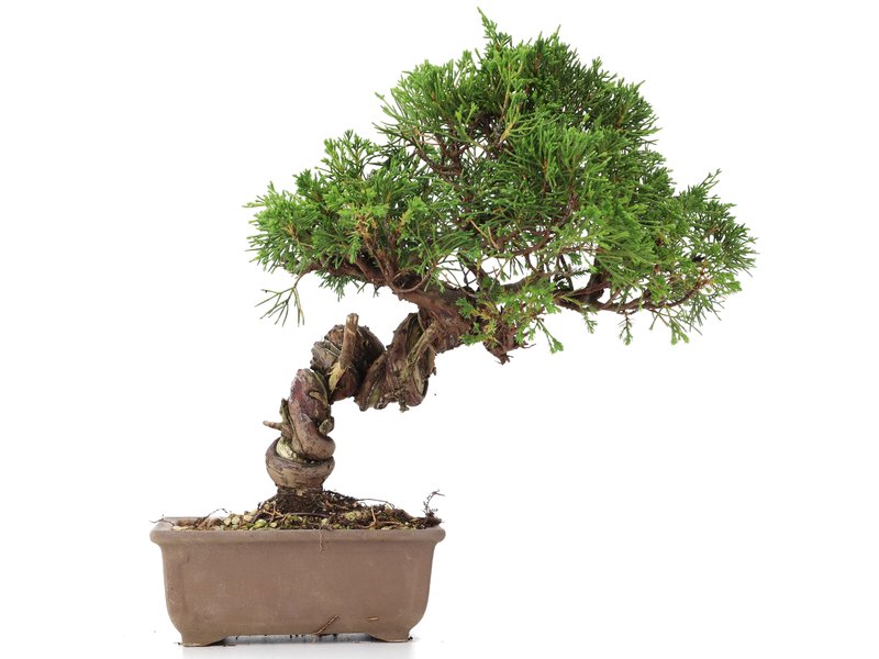 Juniperus chinensis Itoigawa, 25 cm, ± 18 Jahre alt, mit interessantem Jin und Shari