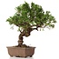 Juniperus chinensis Itoigawa, 25 cm, ± 18 Jahre alt, mit interessantem Jin und Shari