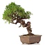 Juniperus chinensis Itoigawa, 25 cm, ± 18 Jahre alt, mit interessantem Jin und Shari