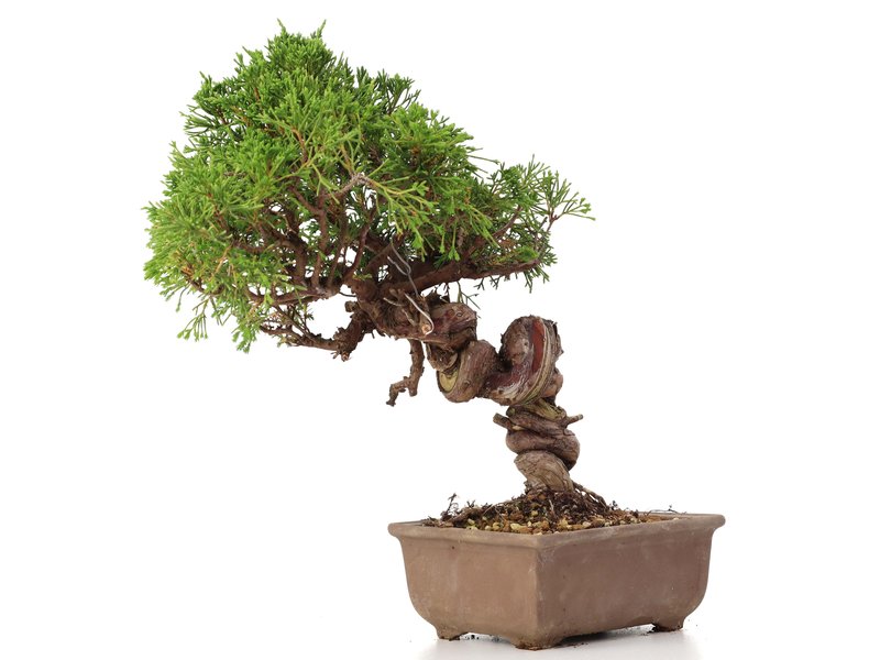 Juniperus chinensis Itoigawa, 25 cm, ± 18 jaar oud, met interessante jin en shari