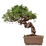 Juniperus chinensis Itoigawa, 25 cm, ± 18 Jahre alt, mit interessantem Jin und Shari