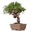 Juniperus chinensis Itoigawa, 25 cm, ± 18 Jahre alt, mit interessantem Jin und Shari