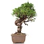 Juniperus chinensis Itoigawa, 25 cm, ± 18 jaar oud, met interessante jin en shari