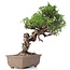 Juniperus chinensis Itoigawa, 25 cm, ± 18 Jahre alt, mit interessantem Jin und Shari