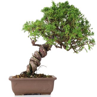 Juniperus chinensis Itoigawa, 24 cm, ± 18 anni