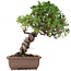 Juniperus chinensis Itoigawa, 24 cm, ± 18 anni, con interessanti jin e shari