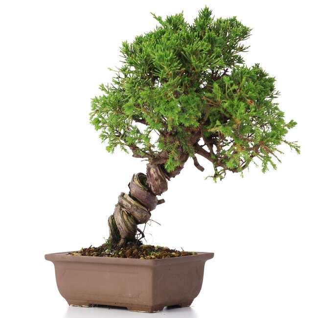 Juniperus chinensis Itoigawa, 24 cm, ± 18 ans, avec jin et shari intéressants