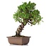 Juniperus chinensis Itoigawa, 24 cm, ± 18 jaar oud, met interessante jin en shari