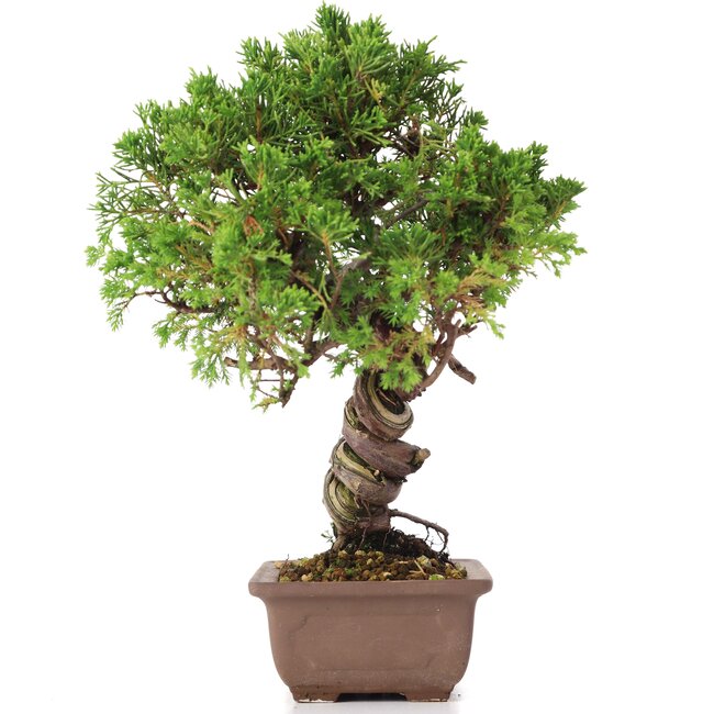 Juniperus chinensis Itoigawa, 24 cm, ± 18 jaar oud, met interessante jin en shari
