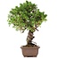 Juniperus chinensis Itoigawa, 24 cm, ± 18 anni, con interessanti jin e shari