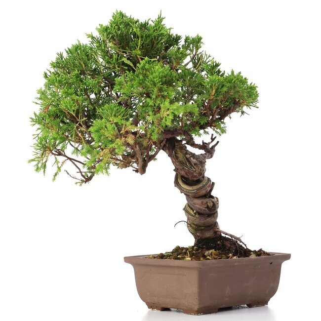 Juniperus chinensis Itoigawa, 24 cm, ± 18 ans, avec jin et shari intéressants