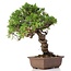 Juniperus chinensis Itoigawa, 24 cm, ± 18 anni, con interessanti jin e shari