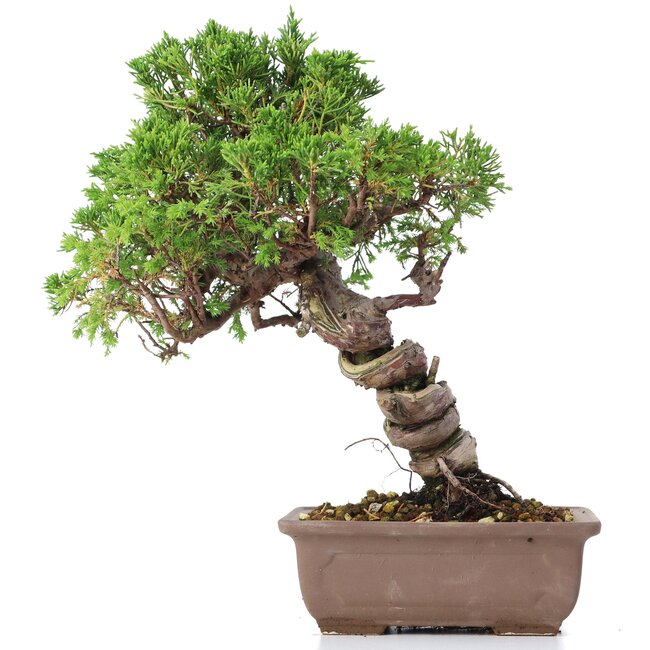 Juniperus chinensis Itoigawa, 24 cm, ± 18 jaar oud, met interessante jin en shari