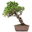 Juniperus chinensis Itoigawa, 24 cm, ± 18 anni, con interessanti jin e shari