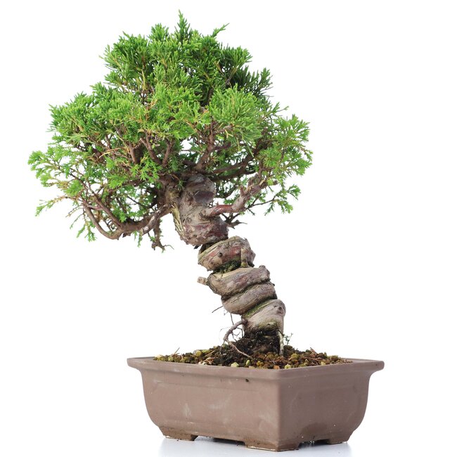 Juniperus chinensis Itoigawa, 24 cm, ± 18 jaar oud, met interessante jin en shari