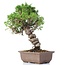 Juniperus chinensis Itoigawa, 24 cm, ± 18 anni, con interessanti jin e shari