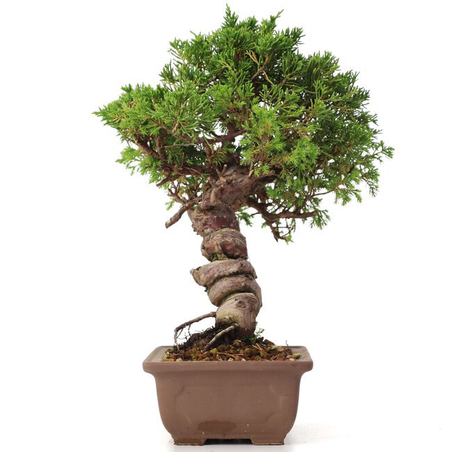 Juniperus chinensis Itoigawa, 24 cm, ± 18 años, con interesantes jin y shari