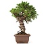 Juniperus chinensis Itoigawa, 24 cm, ± 18 anni, con interessanti jin e shari