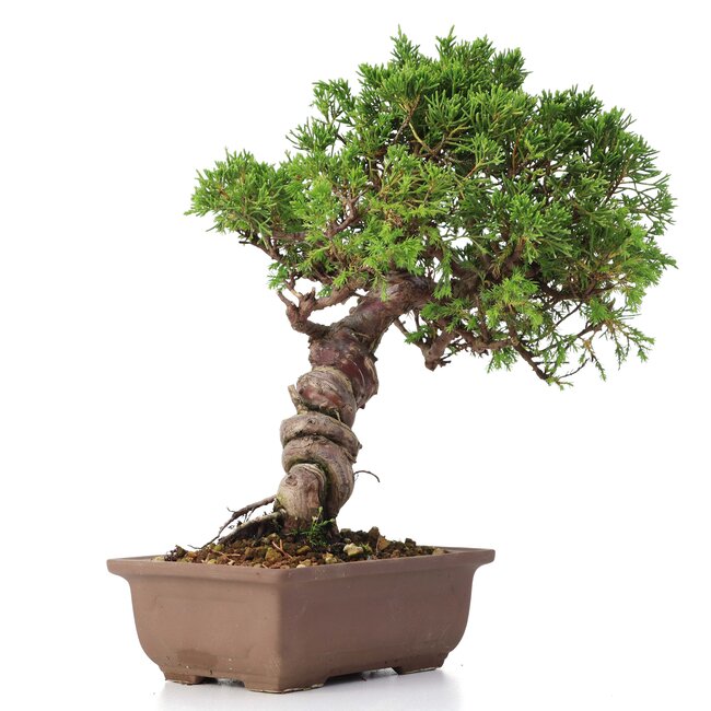 Juniperus chinensis Itoigawa, 24 cm, ± 18 jaar oud, met interessante jin en shari
