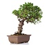 Juniperus chinensis Itoigawa, 24 cm, ± 18 anni, con interessanti jin e shari