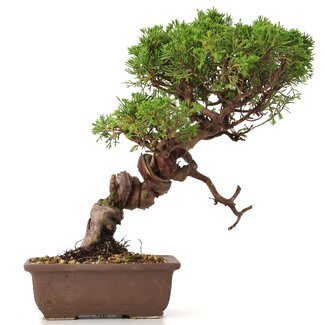 Juniperus chinensis Itoigawa, 25 cm, ± 18 anni