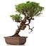 Juniperus chinensis Itoigawa, 25 cm, ± 18 jaar oud, met interessante jin en shari